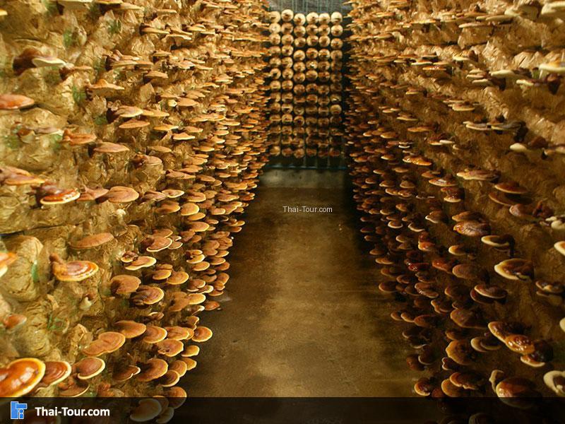 วังน้ำเขียวฟาร์ม