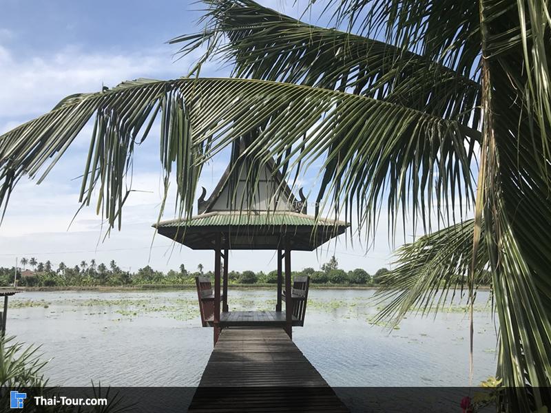 นาบัว ลุงแจ่ม Uncle Jam s lotus field