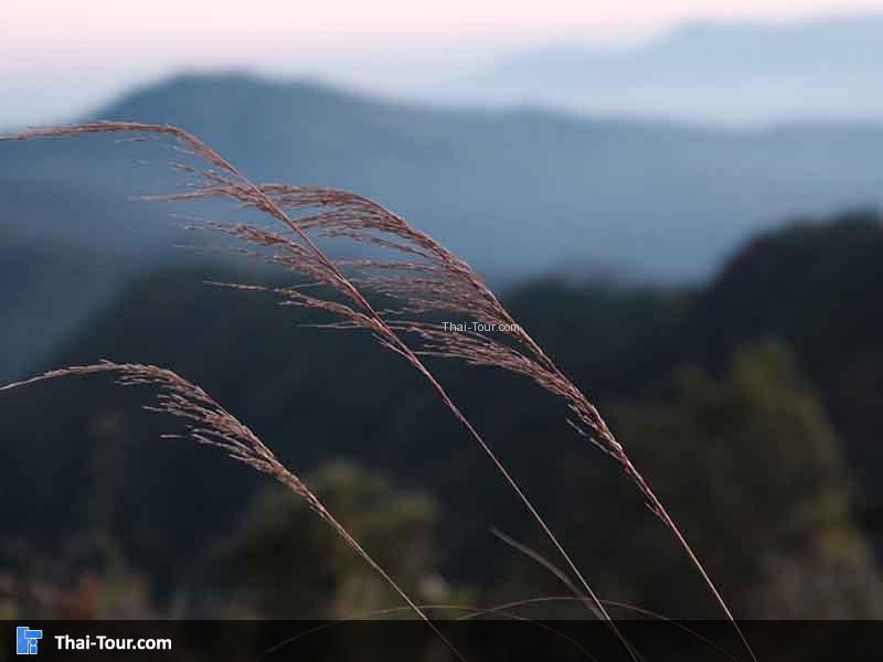 ดอยภูเมี่ยง