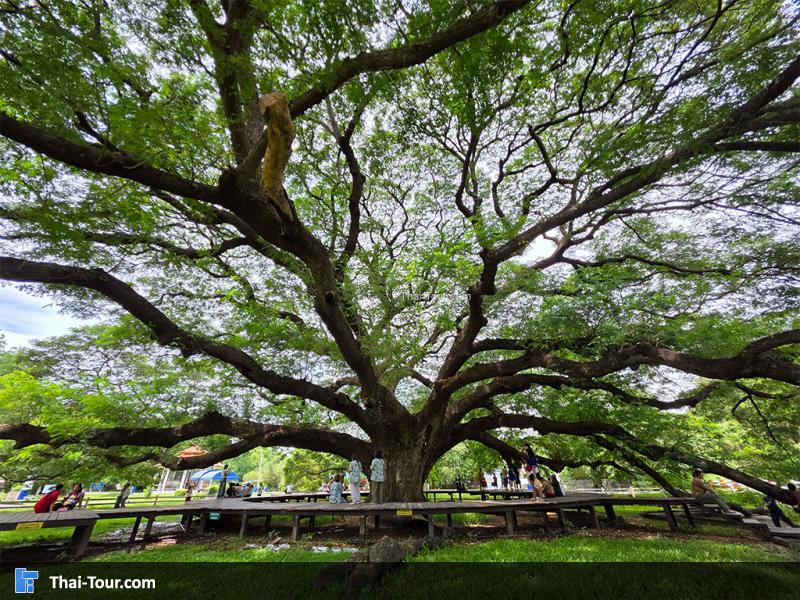 ต้นจามจุรียักษ์