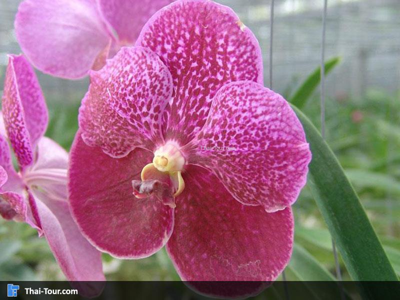 ฟาร์มกล้วยไม้-ลันดา