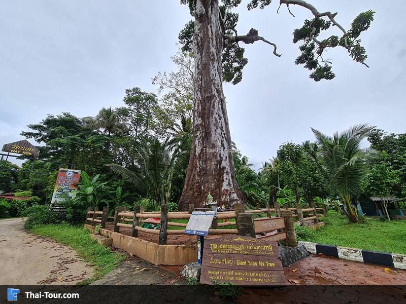 ต้นยางใหญ่
