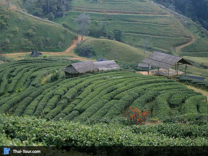 ไร่ชา 2000