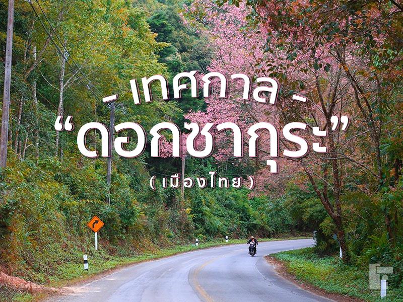 เทศกาลดอกซากุระบาน