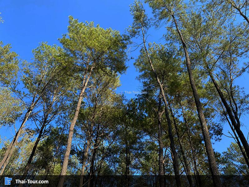 สวนสนแม่แตง