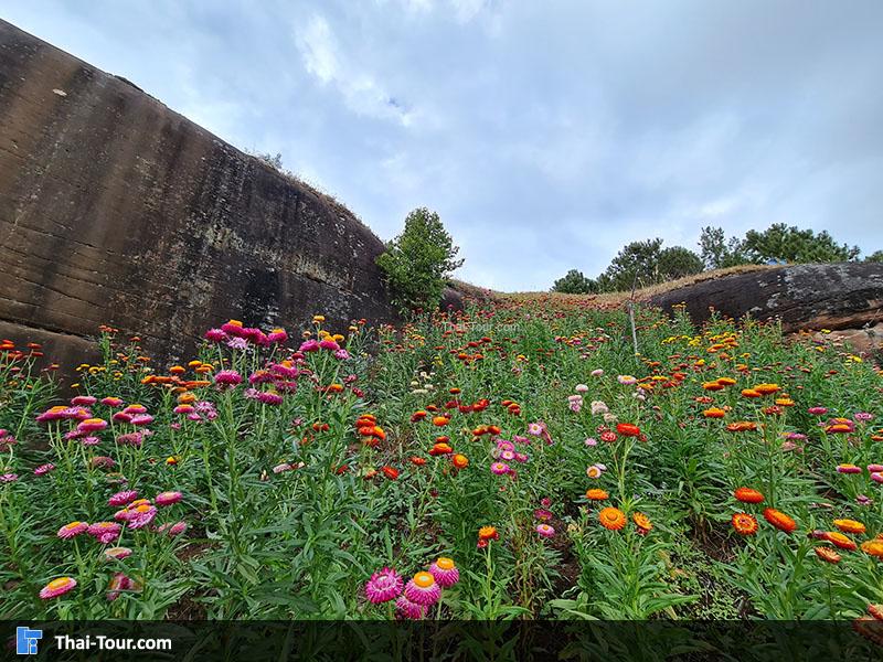 ทุ่งดอกกระดาษ ภูหินร่องกล้า