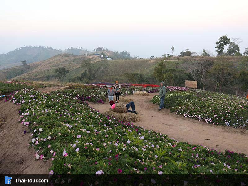 สวนดอกไม้เมืองหนาวภูทับเบิก