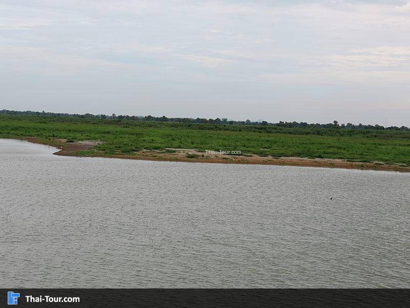 บึงบอระเพ็ด