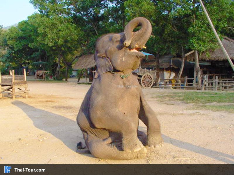 การแสดงของช้าง