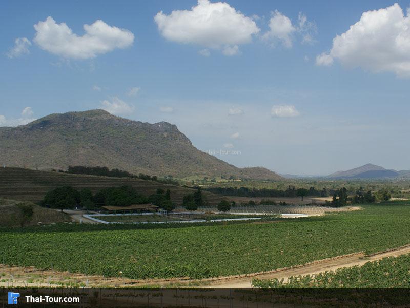 ไร่องุ่นหัวหิน