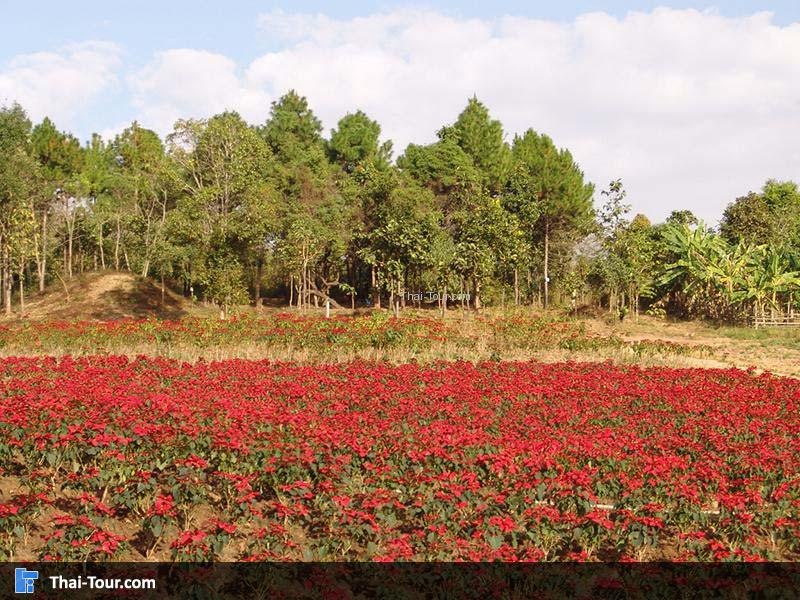 ทุ่งคริสต์มาส