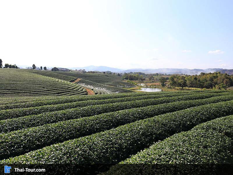 ไร่ชาฉุยฟง