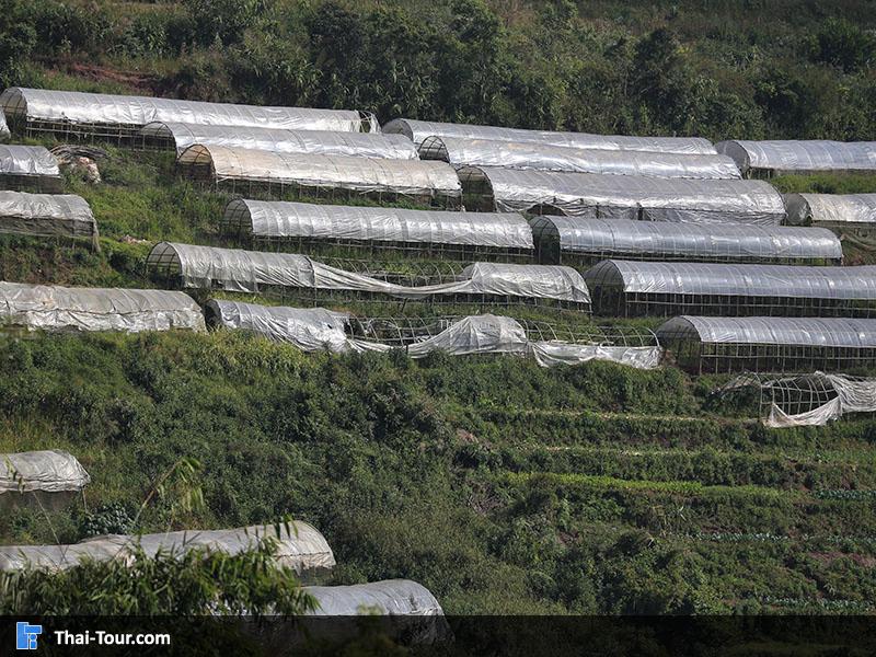 แปลงผักอินทรีย์ ดอยอ่างขาง