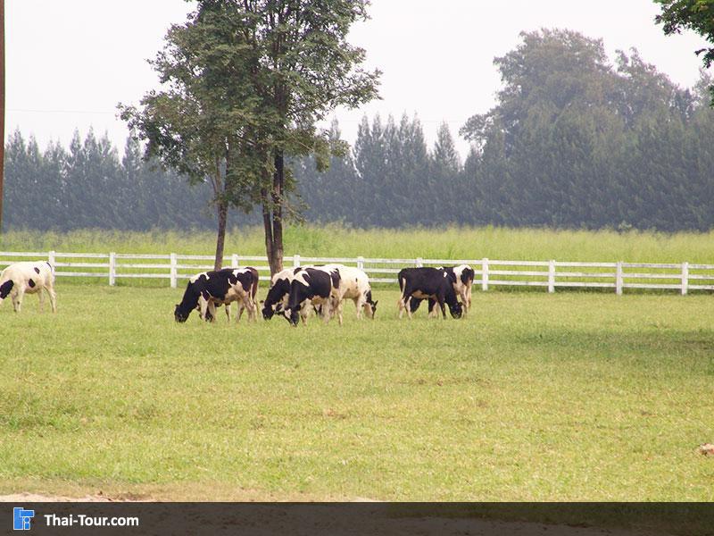 ฟาร์มโชคชัย