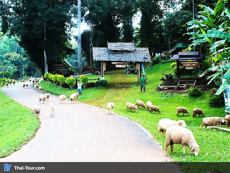 พระตำหนักปางตอง