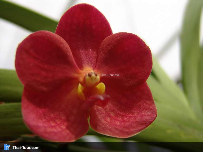 สวนกล้วยไม้ศิริพร