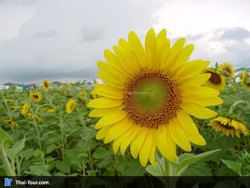 ทุ่งทานตะวัน