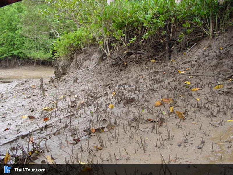 ศูนย์วิจัยป่าชายเลนหงาว