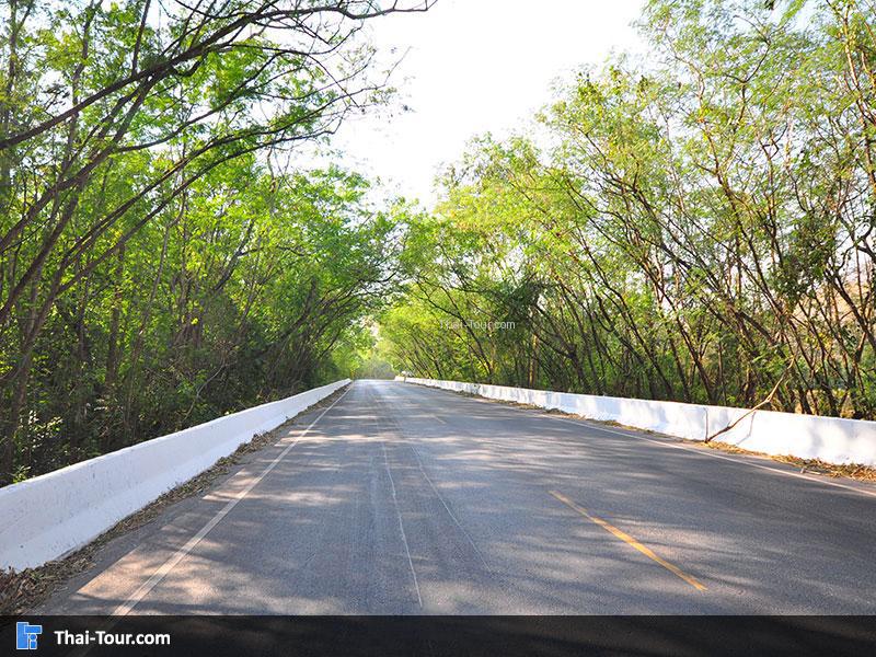 อุโมงค์ต้นไม้ สระบุรี