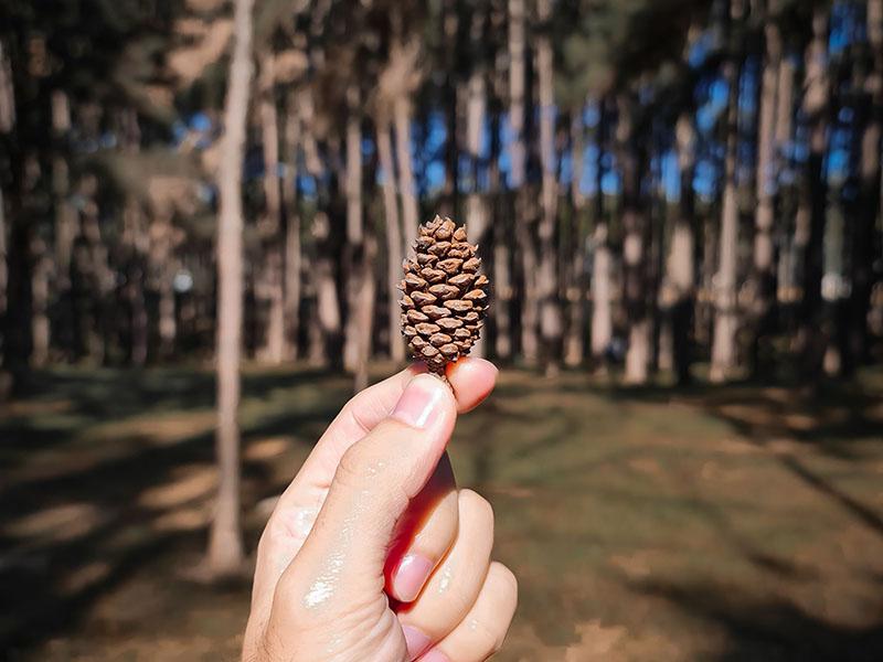 สวนสนบ่อแก้ว