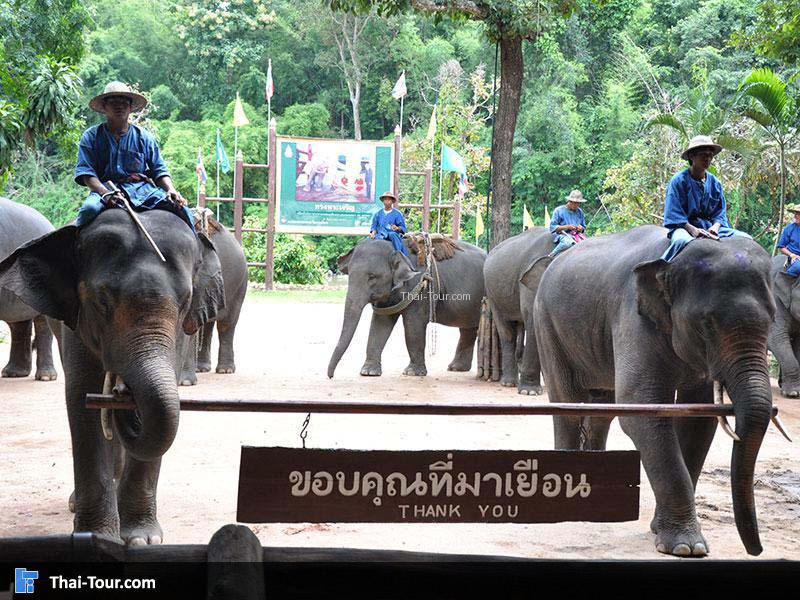 ศูนย์อนุรักษ์ช้างไทย
