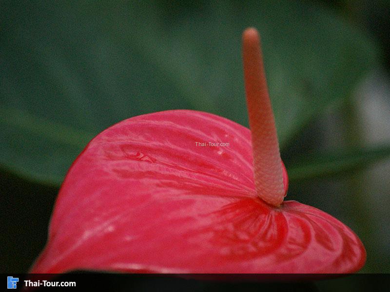 สวนหน้าวัวสุชาดา