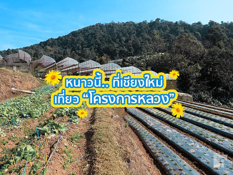 หนาวนี้ที่เชียงใหม่ พร้อมเที่ยวโครงการหลวง