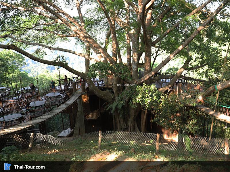 เดอะไจแอนท์ เชียงใหม่