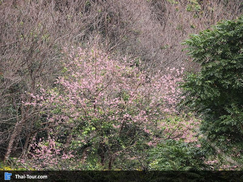 สถานีเกษตรที่สูง ดอยปุย