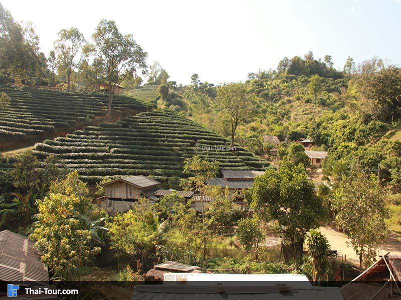 ไร่ชาดอยวาวี