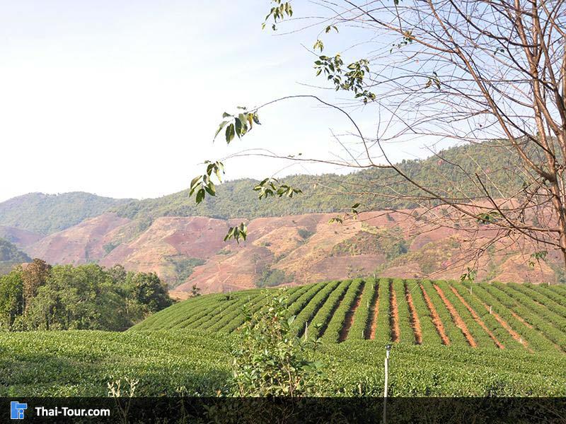 ดอยแม่สลอง