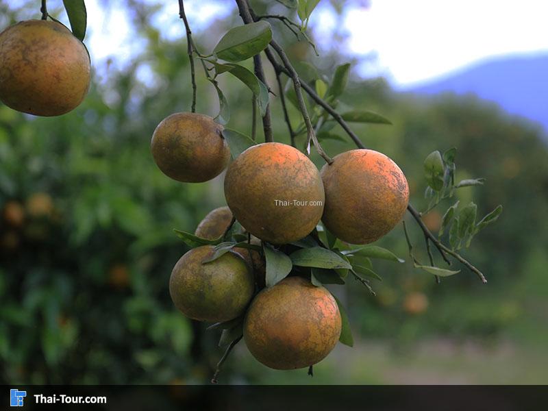 สวนส้มธนาธร