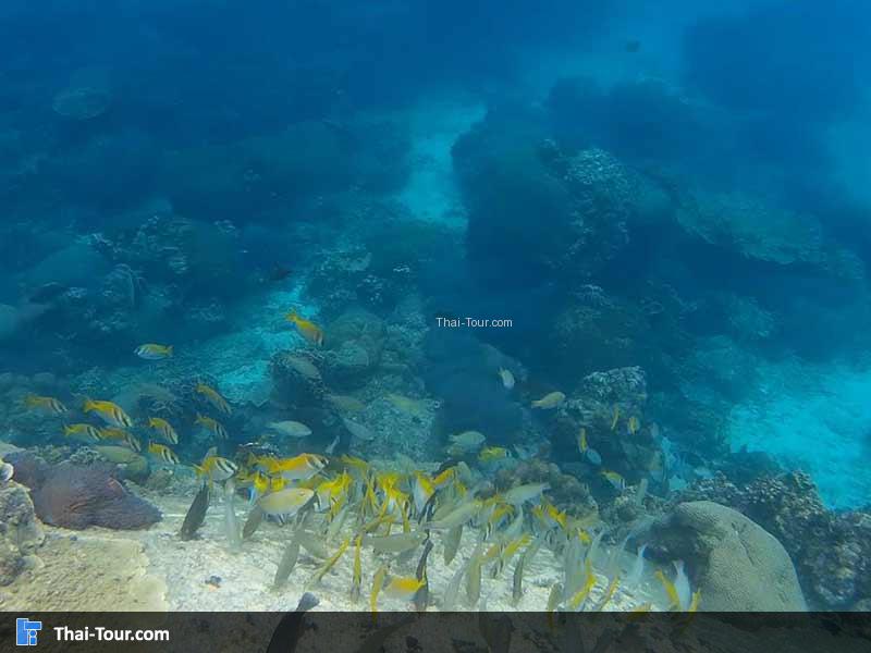 แหล่งดำน้ำเกาะเต่า