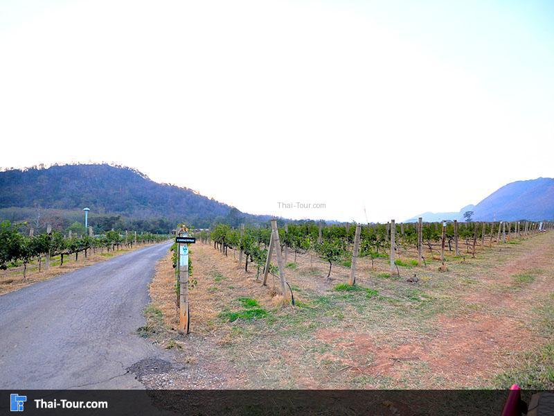 ไร่องุ่นกรานมอนเต้