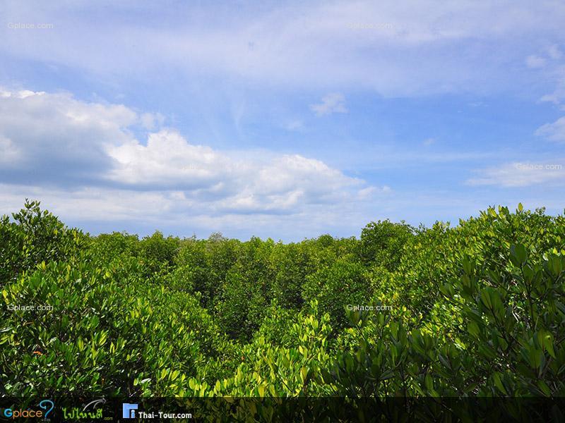 ศูนย์ศึกษาเรียนรู้ระบบนิเวศป่าชายเลนสิรินาถราชินี