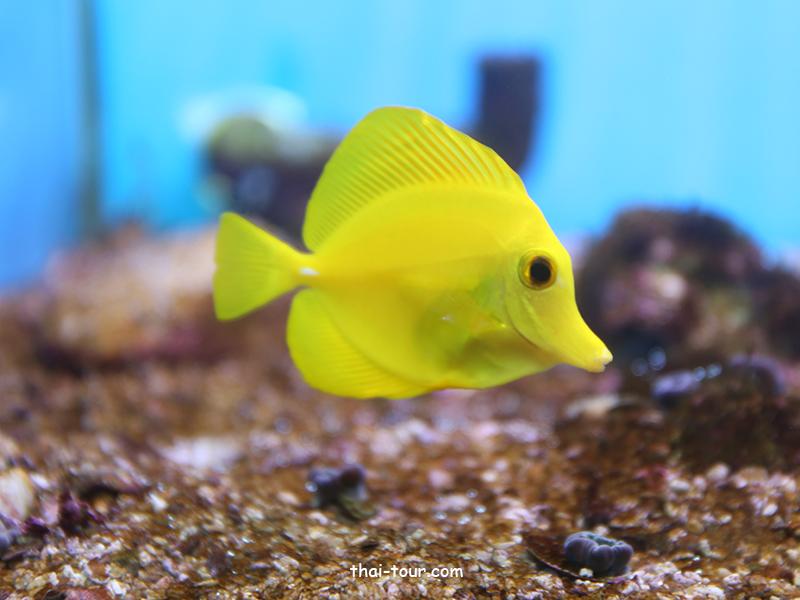 พิพิธภัณฑ์สัตว์น้ำหว้ากอ (Waghor Aquarium)