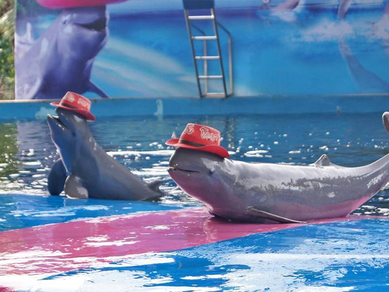 พัทยา ดอลฟิน เวิลด์