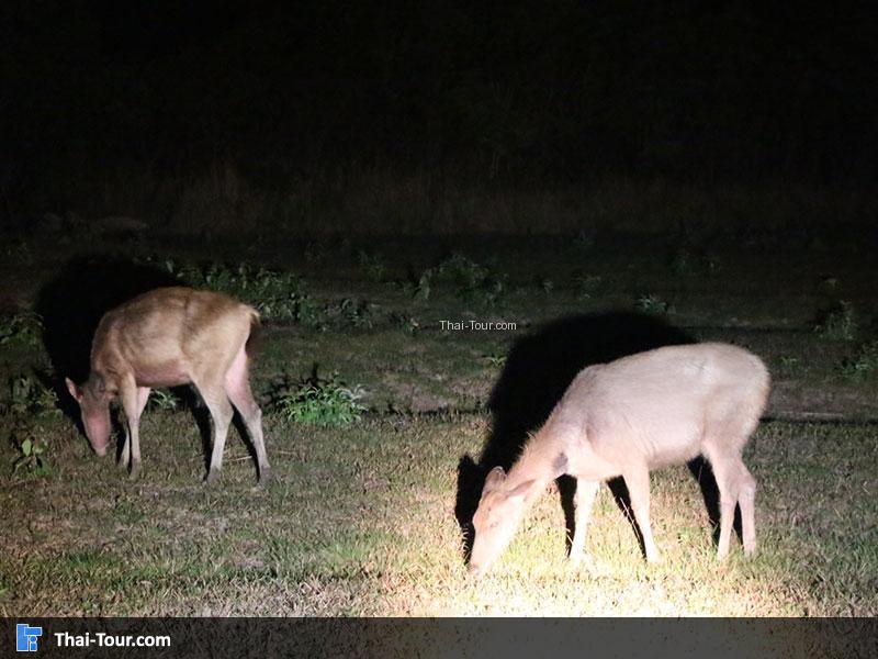 ส่องสัตว์เขาใหญ่