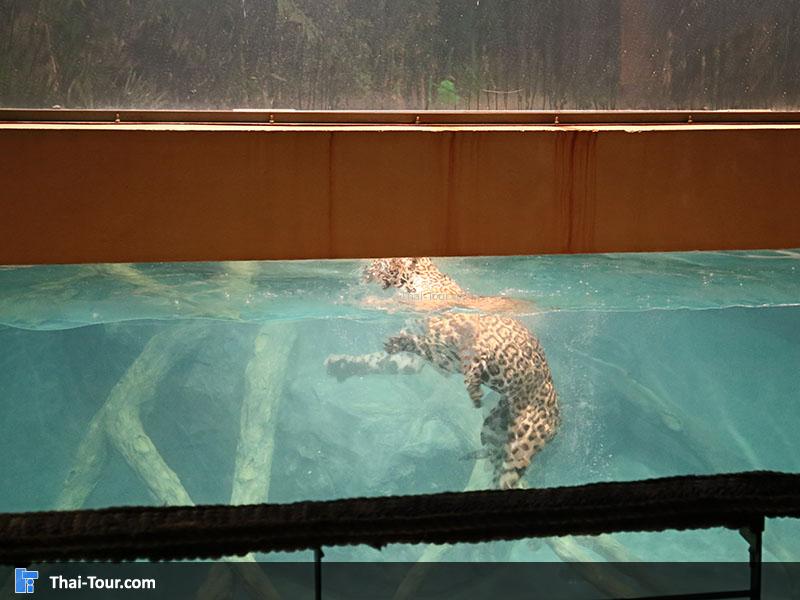 เชียงใหม่ไนท์ซาฟารี