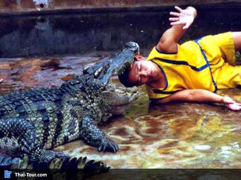 ฟาร์มจระเข้