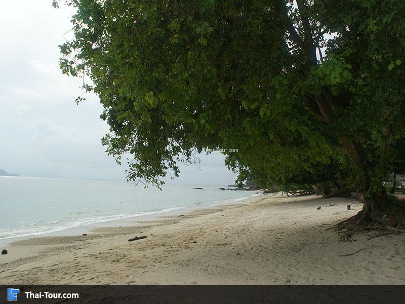 โละปาแรด