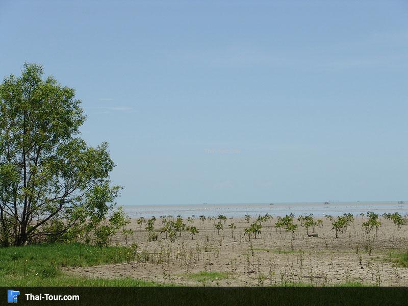 หาดสระบัว