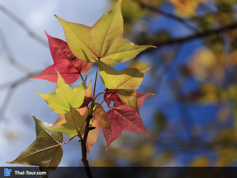 ต้นเมเปิ้ล บนดอยอ่างขาง