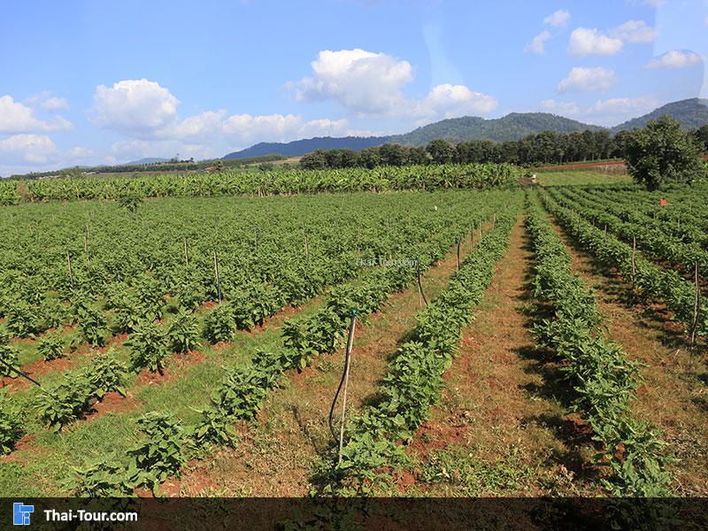 ไร่ปฐมเพชร