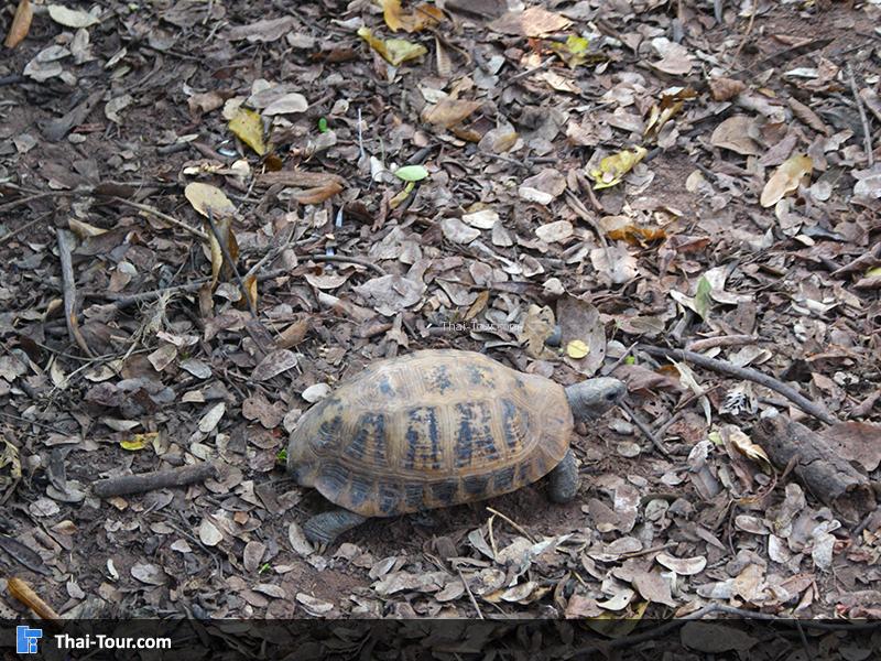 หมู่บ้านเต่าเพ็ก