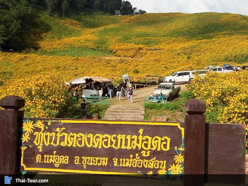 ทุ่งบัวตองดอยแม่อูคอ