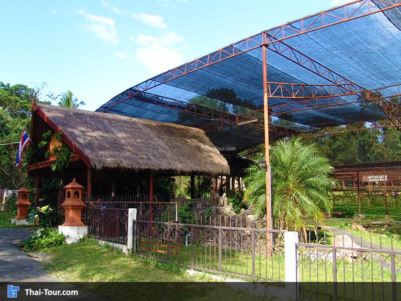 สวนกล้วยไม้เมาท์เท่น ออคิด