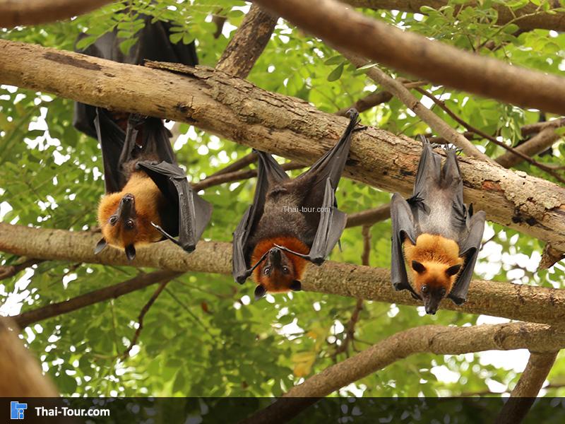 วัดหลวงพรหมาวาส