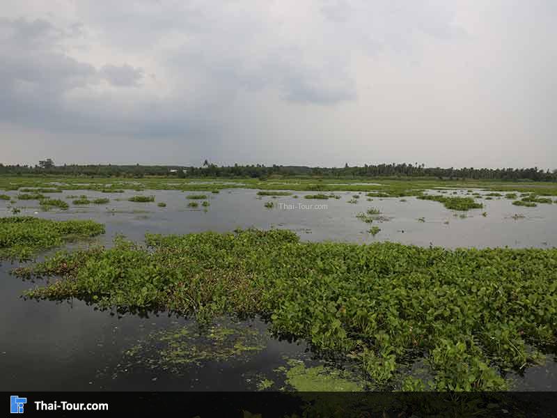 บึงขุนทะเล