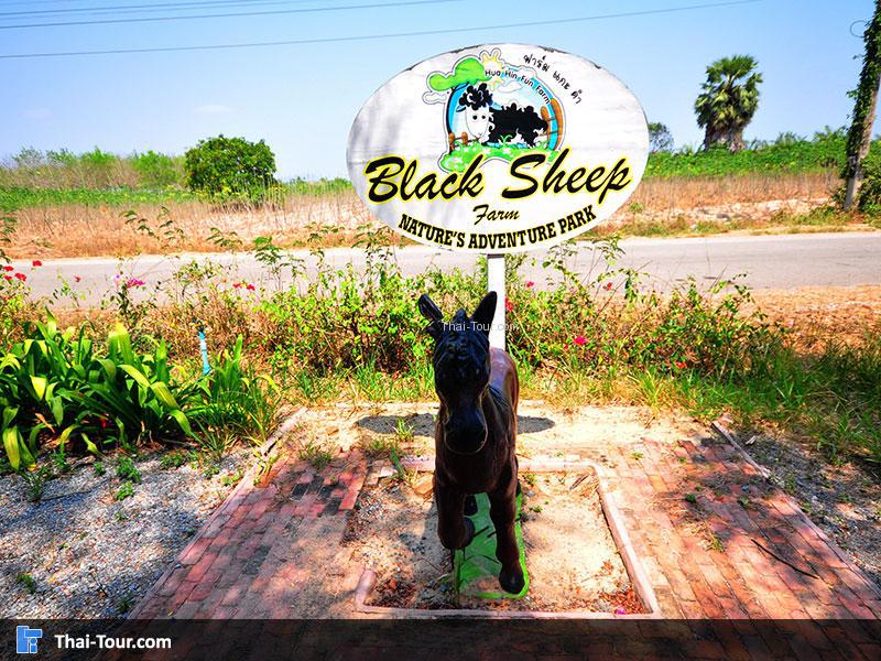 ฟาร์มแกะดำหัวหิน